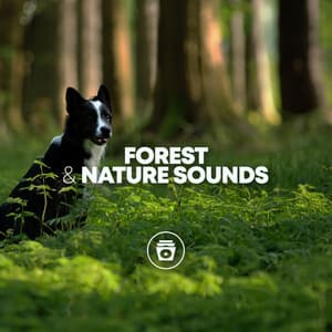 Forest & Nature Sounds - Dog Music