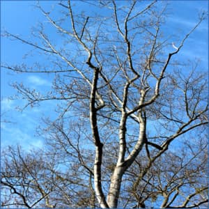 Brown Noise and Nature Sounds for Deeper Sleep - Deep Sleep White Noise