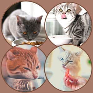 Music for Cat Relax Hour - Latin Music - Cat Music Studio