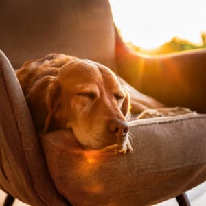 Refugio Para Mascotas: Momentos Calmantes Con Música De Guitarra - Viaje Sonoro