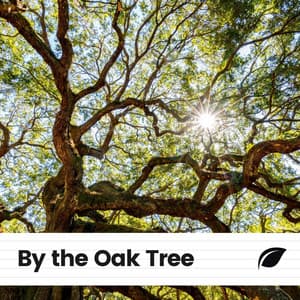 By the Oak Tree - Memorable