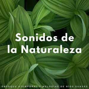 Sonidos De La Naturaleza: Enfoque Atemporal Y Melodías De Ríos Suaves - Sonidos de río