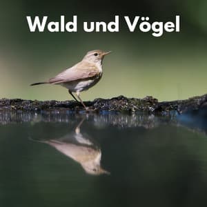 Wald und Vögel - Vogel