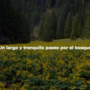 Un largo y tranquilo paseo por el bosque - Música Alegre para Bares