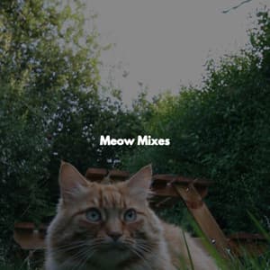 Meow Mixes - Música Alegre para Cafe