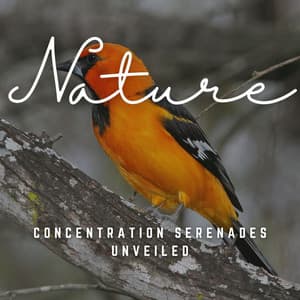 Concentration Serenades Unveiled: Melodic Insights - Music for Focus Vibes