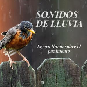 Sonidos de lluvia: Ligera lluvia sobre el pavimento Vol.1 - Fabricantes De Lluvia