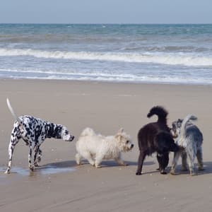 Tranquil Waterside Dog Ripples: Ambient Bonding Flow - Relaxing Music for Dogs