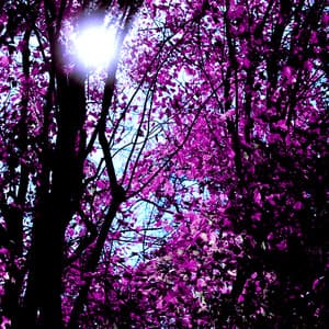 A Light Beyond the Trees - Zen Moods