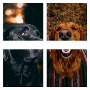 Music for Cutest Dogs - Sleeptime for Dogs