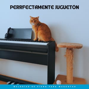 Perrfectamente Juguetón: Melodías De Piano Para Mascotas - Cafetería Piano