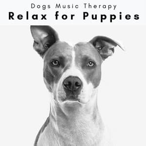 2 0 2 3 Relax for Puppies - Dogs Music Therapy