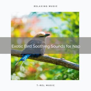 2021 New: Exotic Bird Soothing Sounds for Nap - Sleep Music System