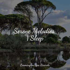 Serene Melodies | Sleep - Ambient Rain