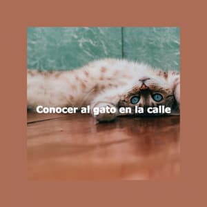 Conocer al gato en la calle - Elevator Background Music Classics
