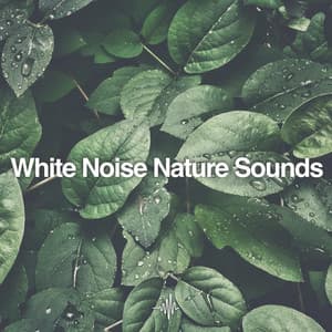 White Noise Nature Sounds for Sleep, Meditation, and Relaxation - Dream Frequency
