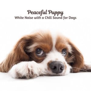 Peaceful Puppy: White Noise with a Chill Sound for Dogs - Loopable White Noise