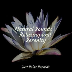 Natural Sounds | Relaxing and Serenity - Música Zen Relaxante