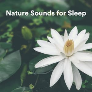 Nature Sounds for Sleep - Nature Sounds Nature Music