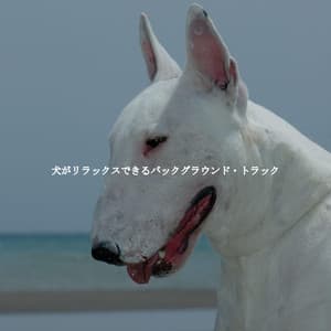 犬がリラックスできるバックグラウンド・トラック - Reading Background Music