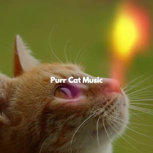 Purr Cat Music - Playlist Musica para Leer