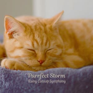Purrfect Storm: Rainy Catnap Symphony - Rain - Spring Shower