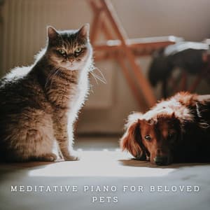 Harmony Tails: Meditative Piano for Beloved Pets - Classical New Age Piano Music