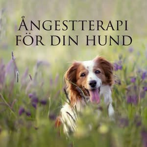 Ångestterapi för din hund - Hundmusik oas