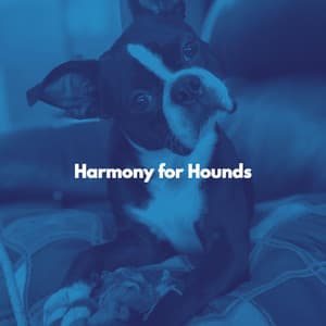 Harmony for Hounds - Doggy Relaxing Sounds
