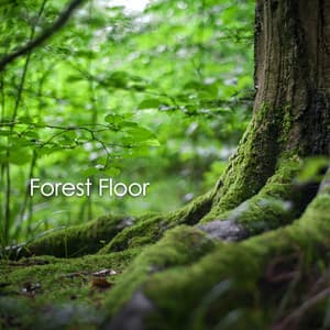 Forest Floor - Natural Sounds