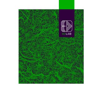 Still Waters - 8D Lab - Meditation Music