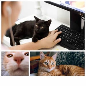 Music - Cute Cats - Calm Cat Music