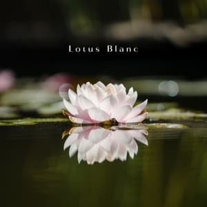 Lotus Blanc: Au Cœur du Silence - Bouddha Réflexion Zone Calme