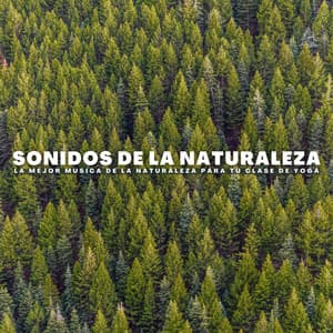 Sonidos De La Naturaleza: La Mejor Música De La Naturaleza Para Tu Clase De Yoga - Naturalis