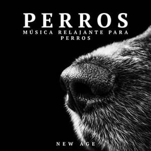 Perros: Musica Relajante para Perros - Meditation Relaxation Club