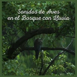 Sonidos de Aves en el Bosque con Lluvia - Sonidos De Aves