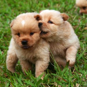 Sumptuous Bgm for Comforting Puppy - Doggy Relaxing Sounds