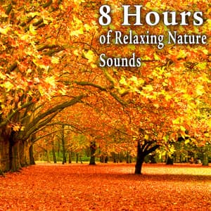 8 Hours of Relaxing Nature Sounds - Nature Soundscape