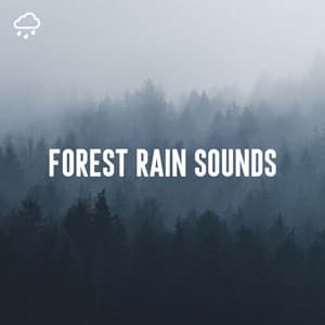Forest Rain Sounds - Relaxing Rain Recordings