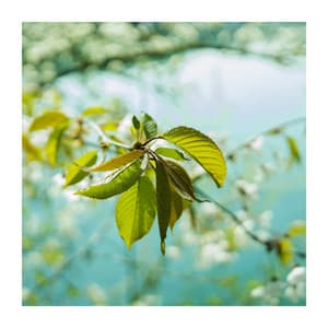 Stay Close to the Nature - Universe of Nature Orchestra