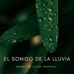 El Sonido De La Lluvia: Sonido De Lluvia Tropical - Naturaleza Sonidos