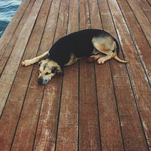 Dog Nap: Lofi Soothe and Unwind - Lofi Playlist