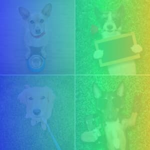 Feelings for Dog Relaxation Sessions - Dog Jazz Sounds