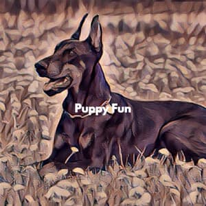 Puppy Fun - Musica para Estudiar