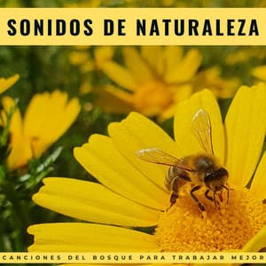 Sonidos De Naturaleza: Canciones Del Bosque Para Trabajar Mejor - El Proyecto Naturaleza