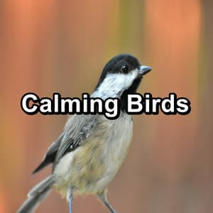 Calming Birds - Nature Bird Sounds