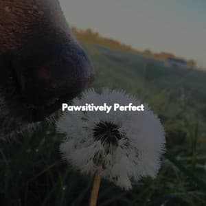 Pawsitively Perfect - Fine Dining Music