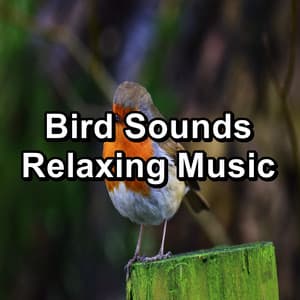 Bird Sounds Relaxing Music - Nature Bird Sounds