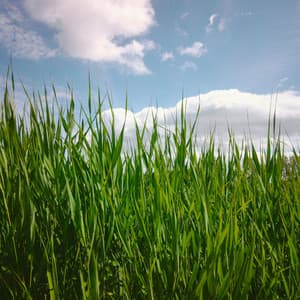 1 Tired Sky: Drifting Calm - Calm Music