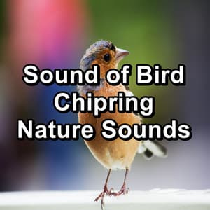 Sound of Bird Chipring Nature Sounds - Nature Bird Sounds